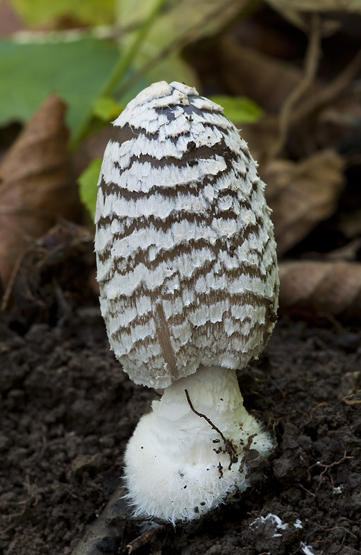 Coprinopsis picacea